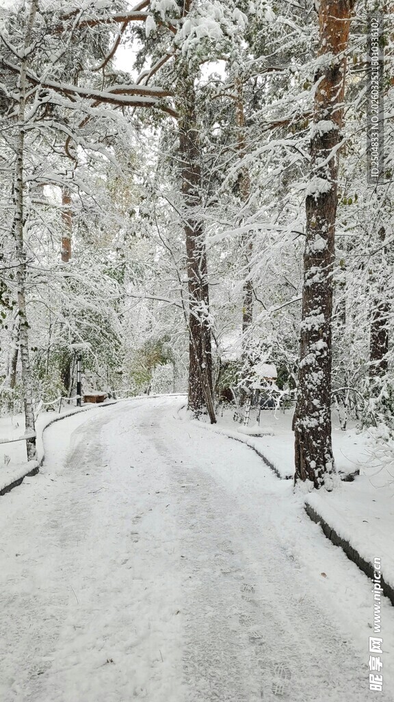 冬日雪景中的静谧林间小道