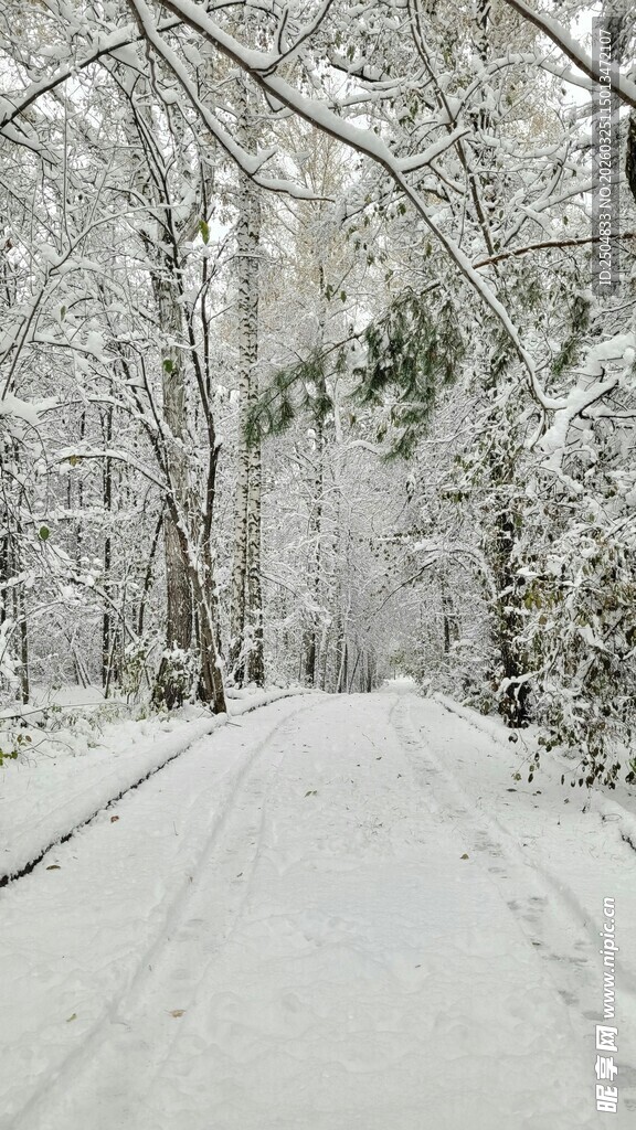 冬日雪林静谧小路