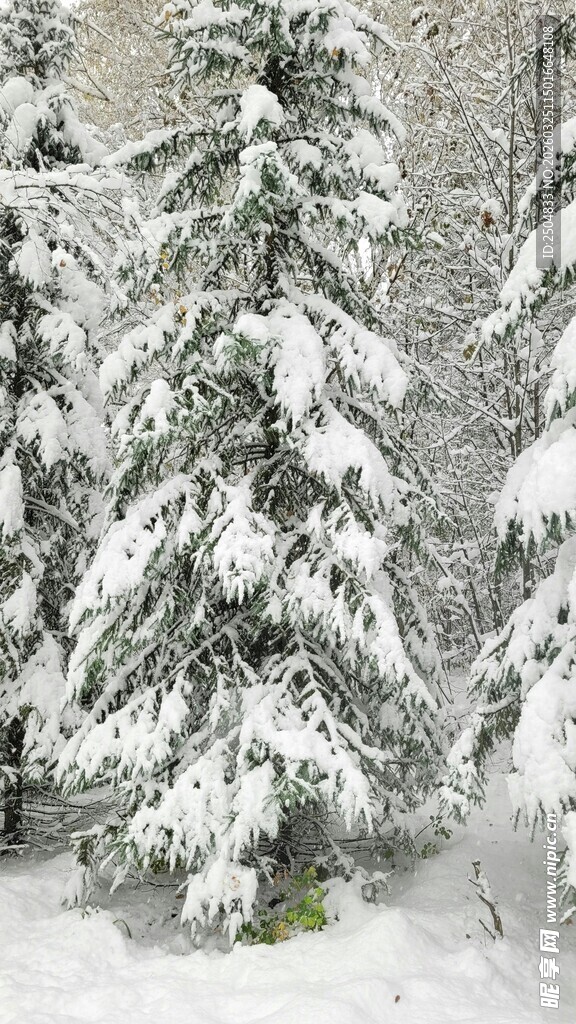 雪覆松林美景