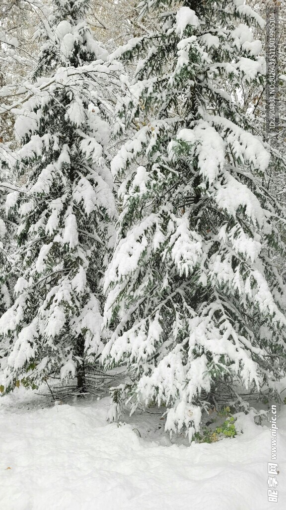 雪覆松树美景