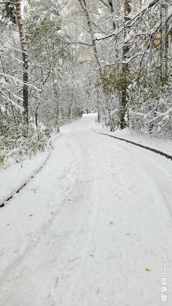 雪覆林间路
