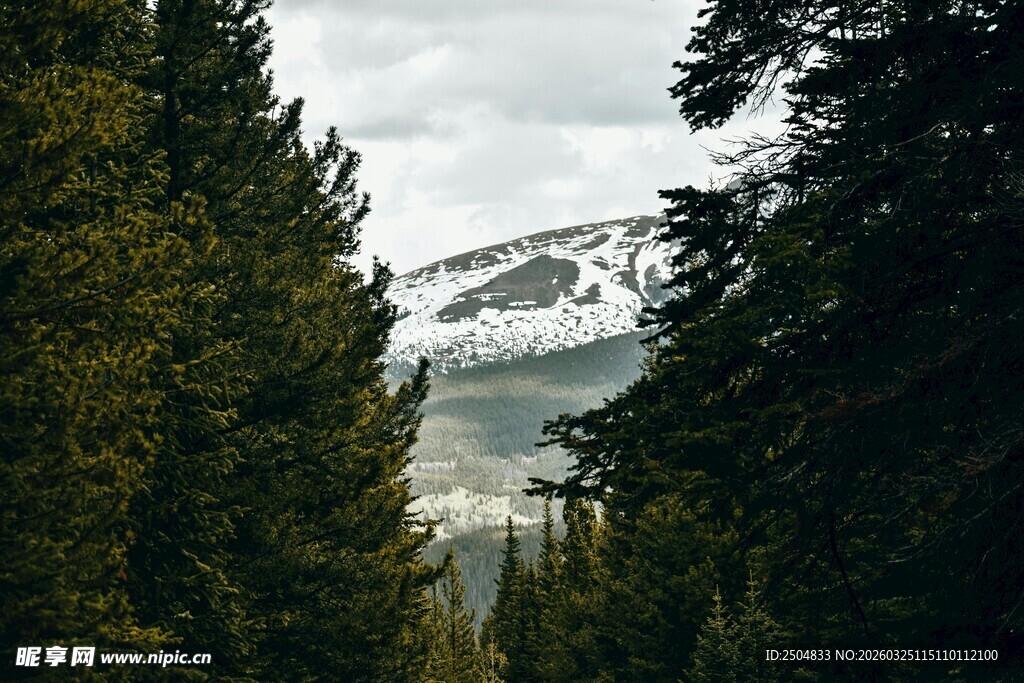 林间远眺雪山美景
