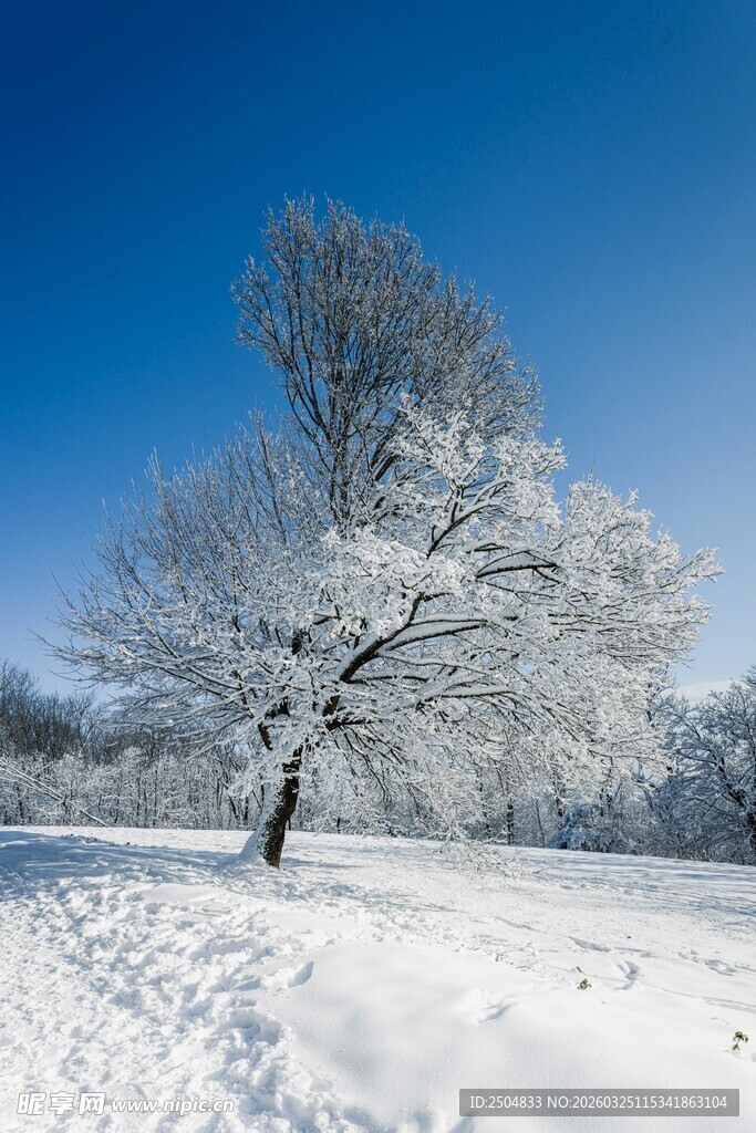 雪后孤树 冬日纯净美景