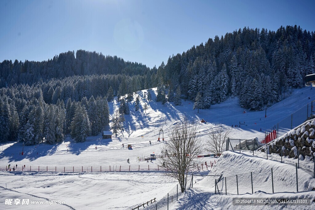 冬日雪山松林美景