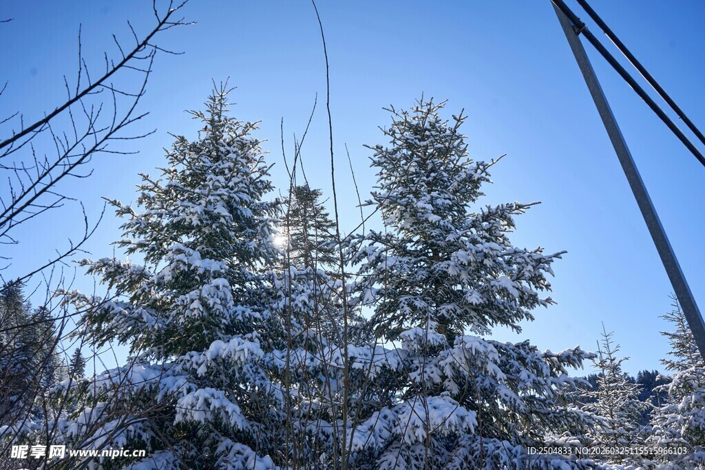 雪覆松树蓝天景致