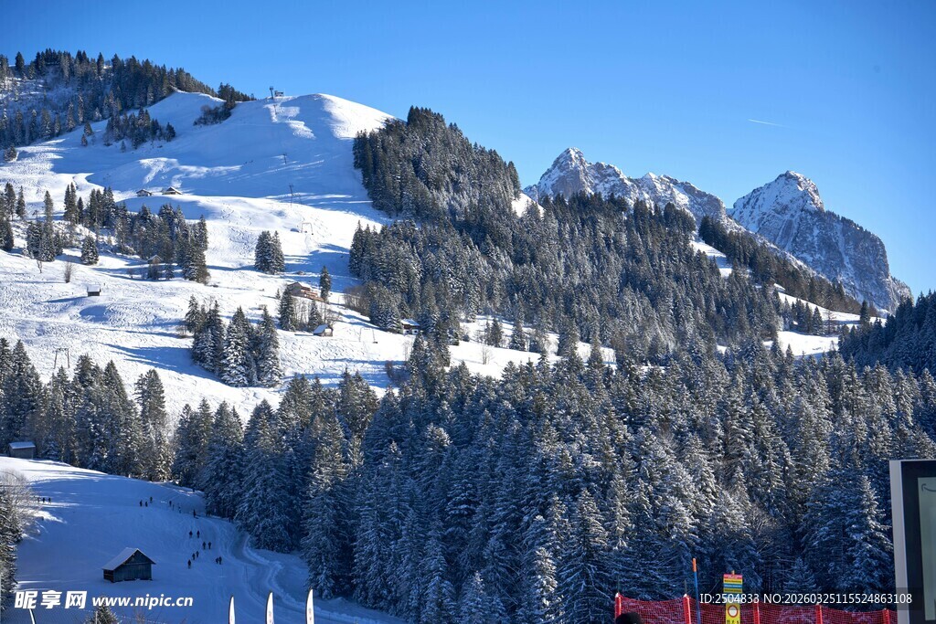 冬日雪山松林美景