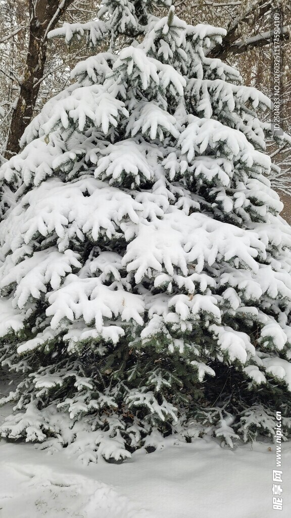 雪覆松树美景