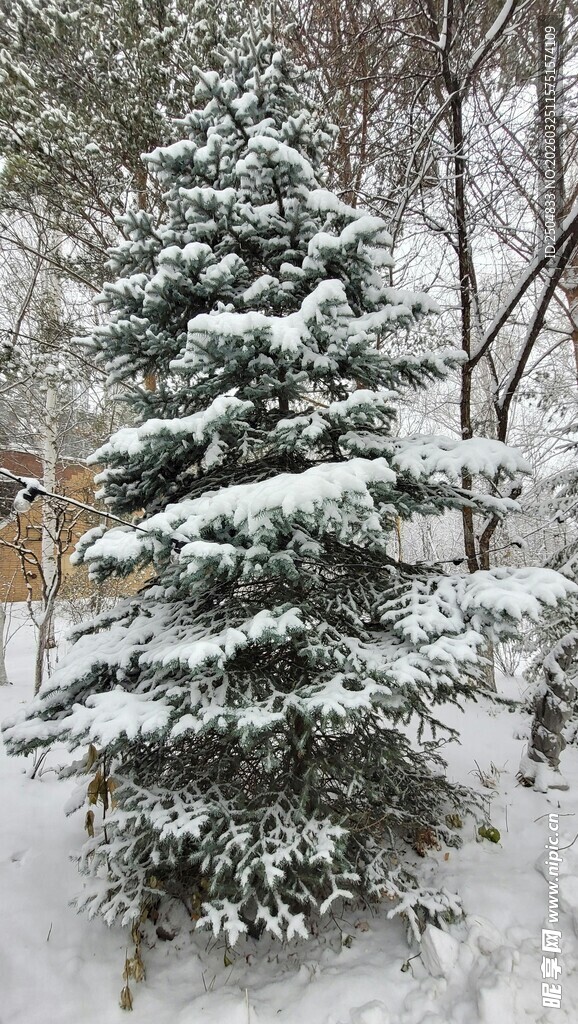 雪覆松树的冬日美景