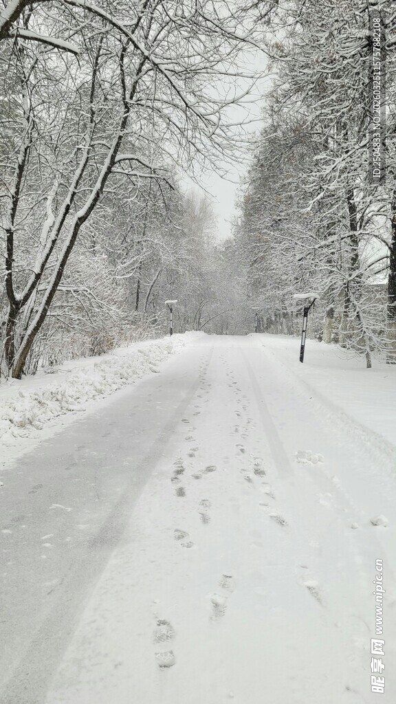 雪覆林间路