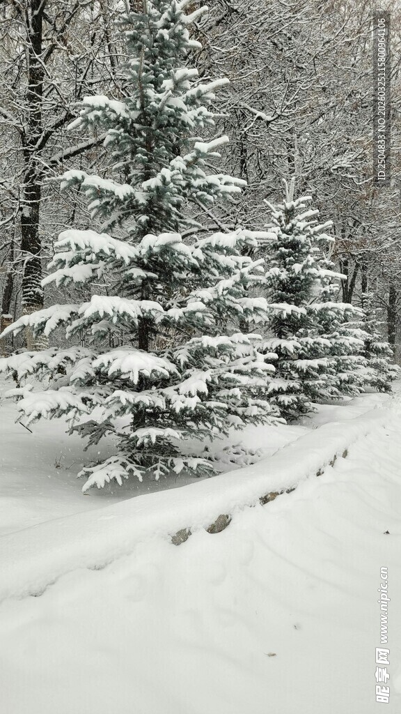 雪覆松林 冬日雪景如画