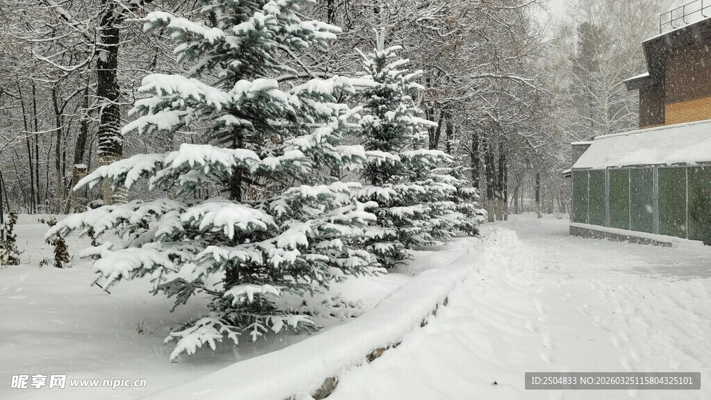 冬日雪景中的雪松景观