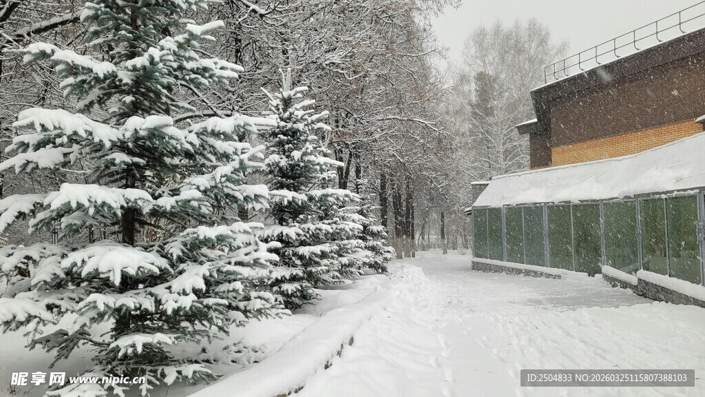 冬日雪景中的静谧林间小道