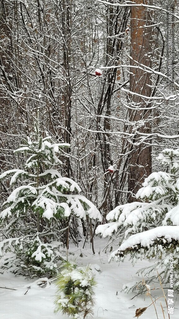 雪覆树林 冬日静谧景致