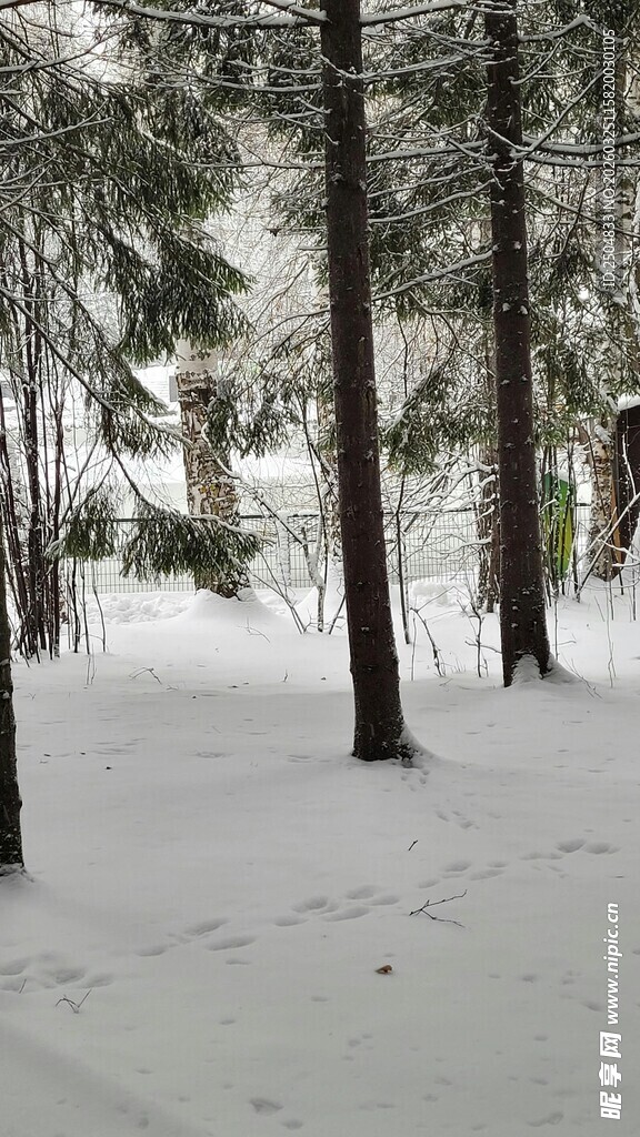 冬日雪林静谧景象