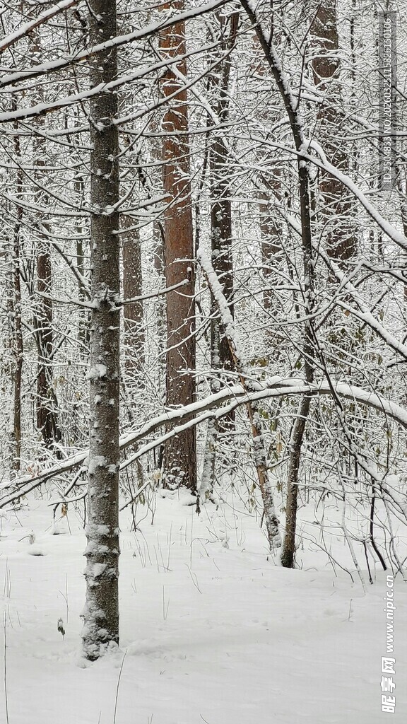 冬日雪覆树林美景
