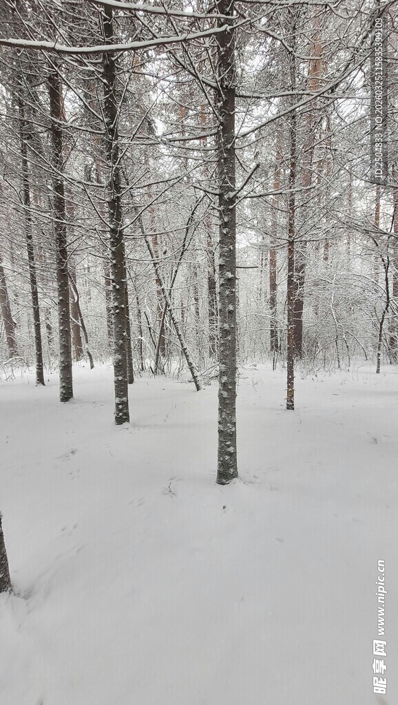 冬日雪覆树林美景