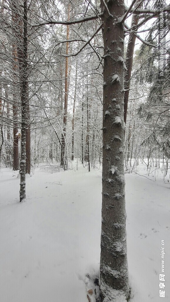 冬日雪林景象
