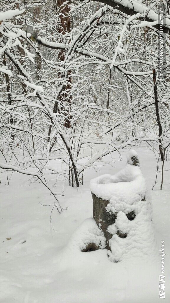 雪地中被雪覆盖的可爱小狗