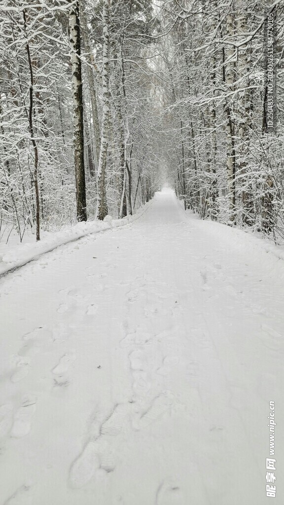 冬日雪林小道