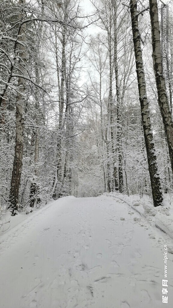 冬日雪林静谧小道
