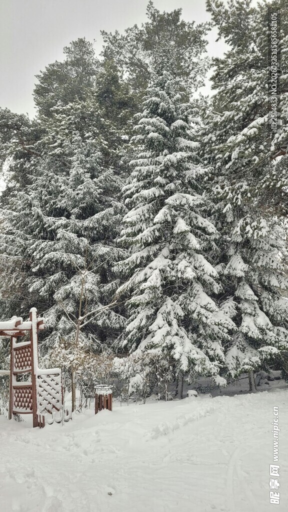 雪覆树木 冬日静谧景象