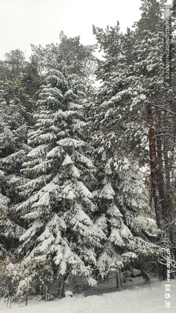 雪覆松林美景