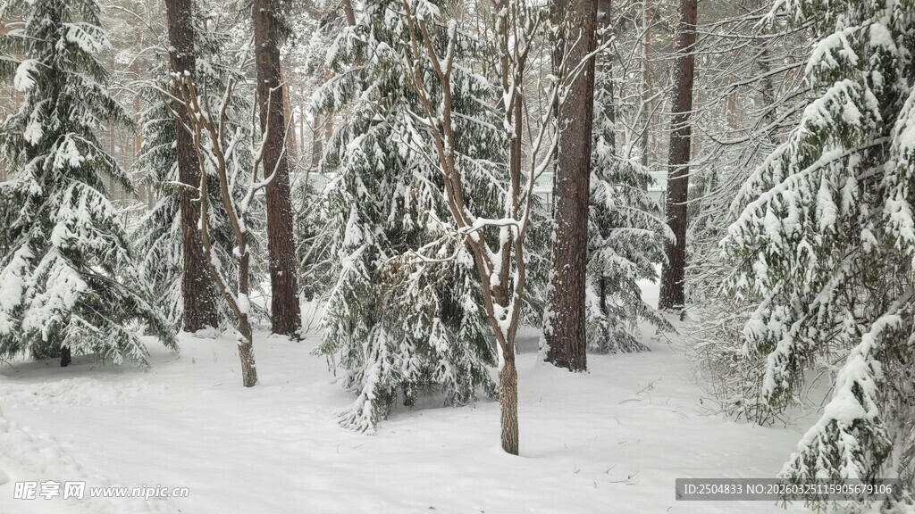 冬日雪覆森林美景
