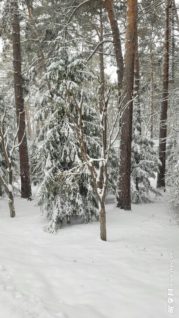 冬日松林雪景