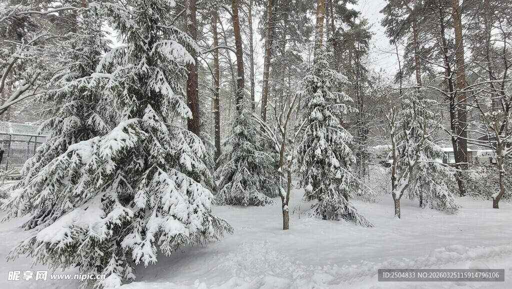 雪覆森林美景