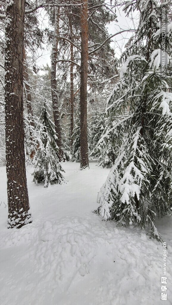 冬日雪覆森林静谧景象