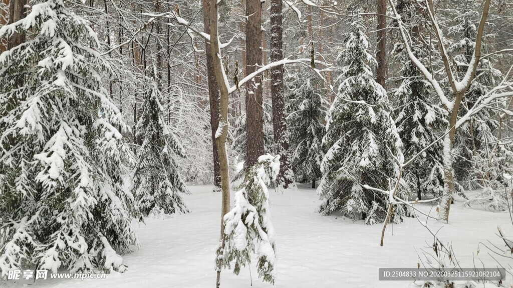 冬日雪覆森林美景