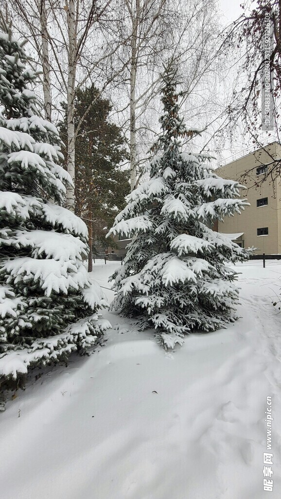 冬日雪景中的树木与建筑