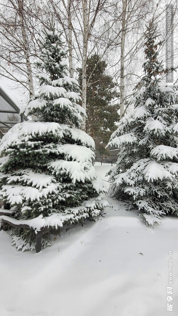 雪覆松树冬日美景