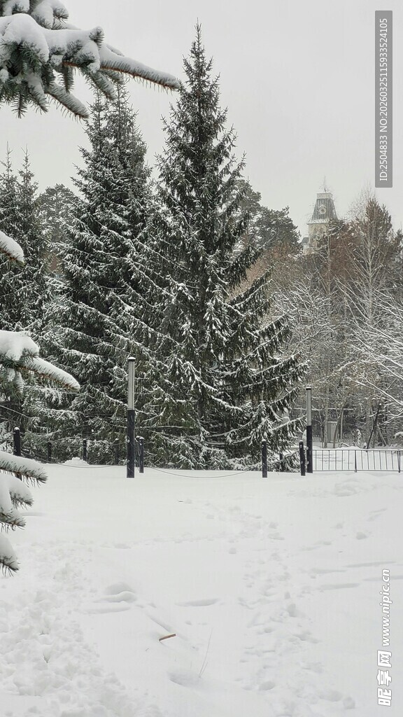 冬日雪景中的挺拔松树林