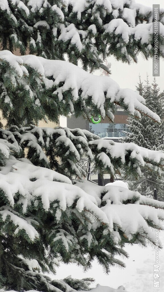 雪覆松枝的冬日美景