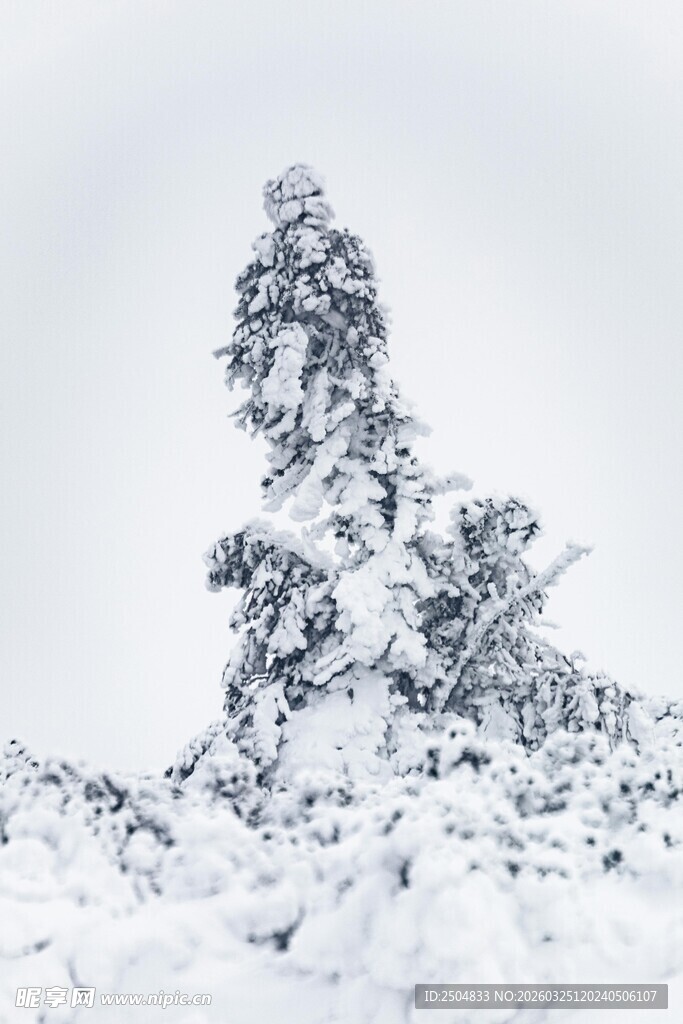 雪覆孤树 冬日静谧景致