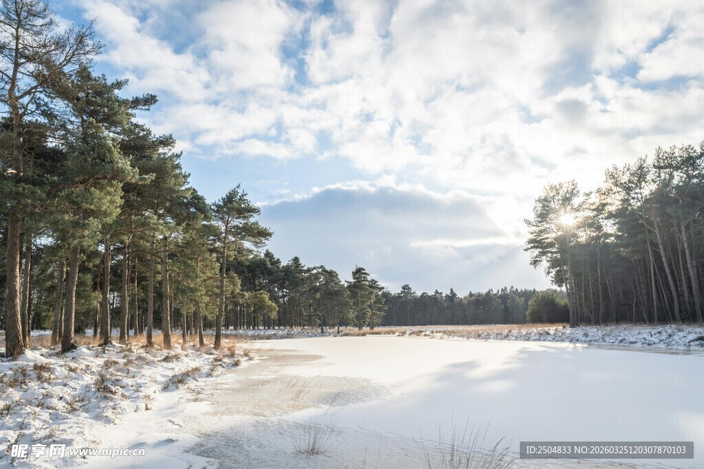 冬日雪覆林间开阔景致
