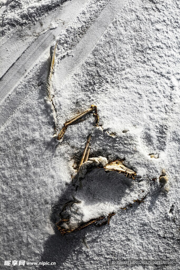 雪地上的奇特脚印痕迹