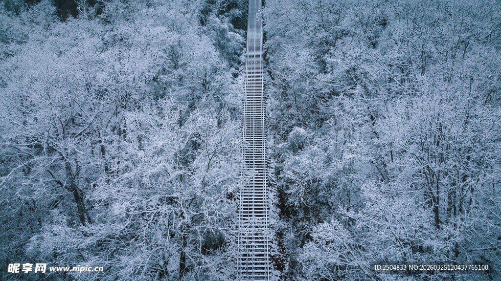 冬日雪覆树林美景