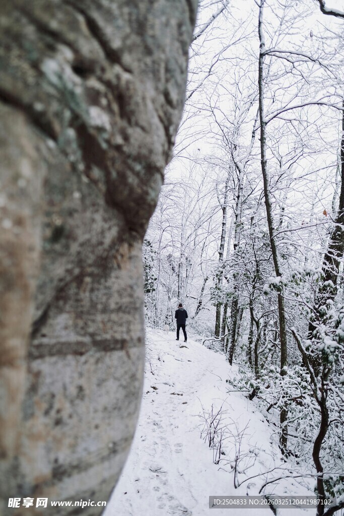 雪林小径上的独行者