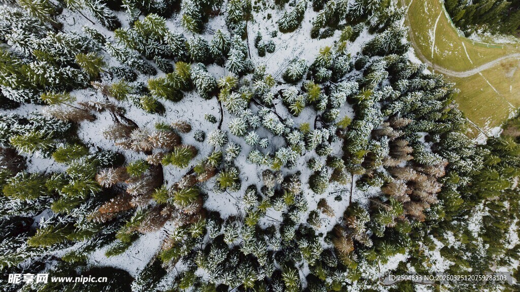 覆雪松树特写