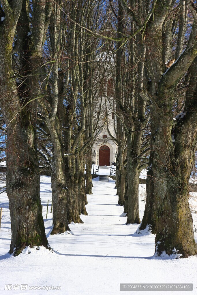 雪覆林间小道 静谧美景