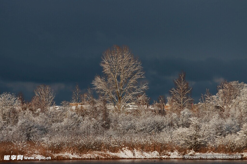 冬日雪覆树林夜景