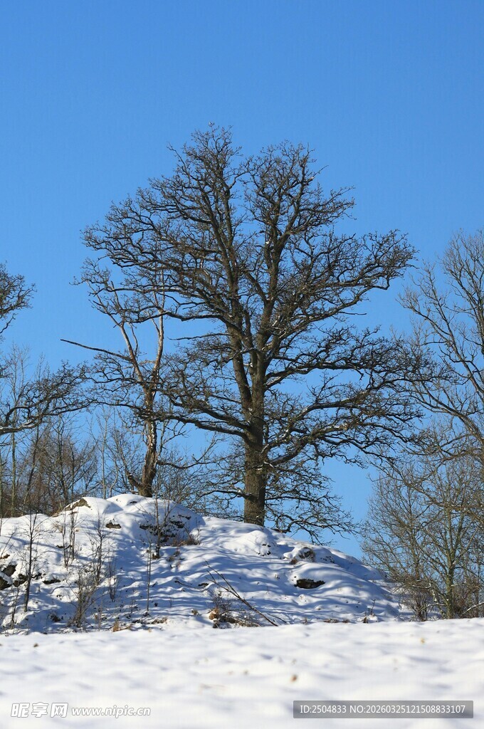 冬日雪地上的光秃树木