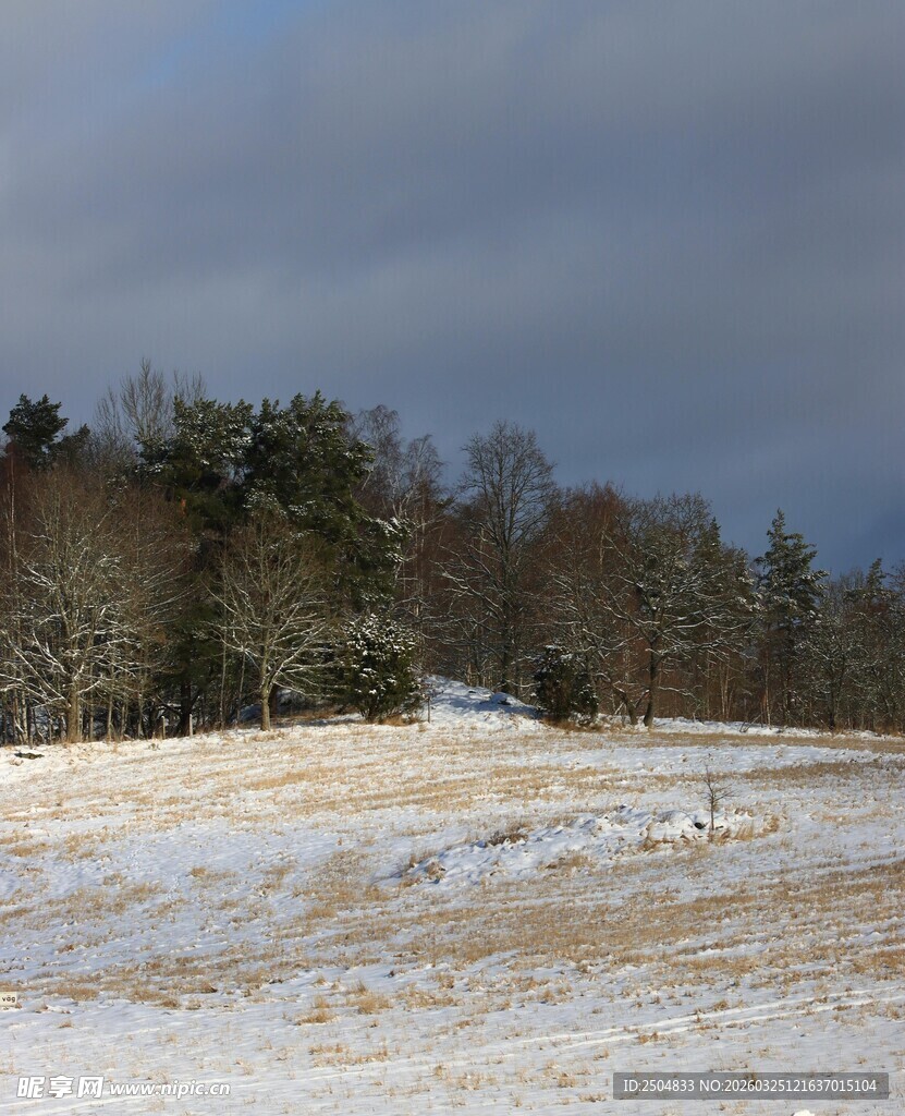 冬日雪覆盖的旷野与树林