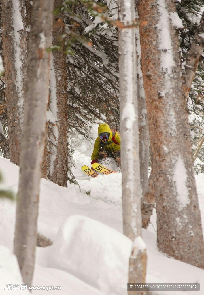 雪地林间的鲜艳飞鸟