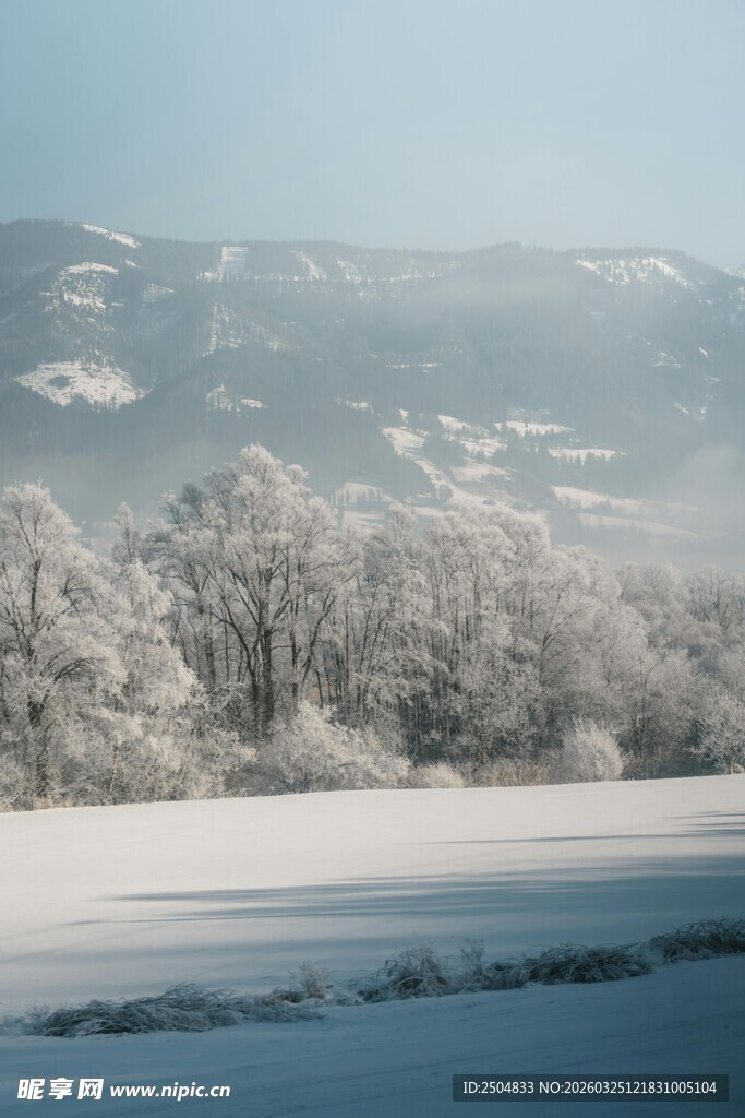冬日雪景中的银白树林