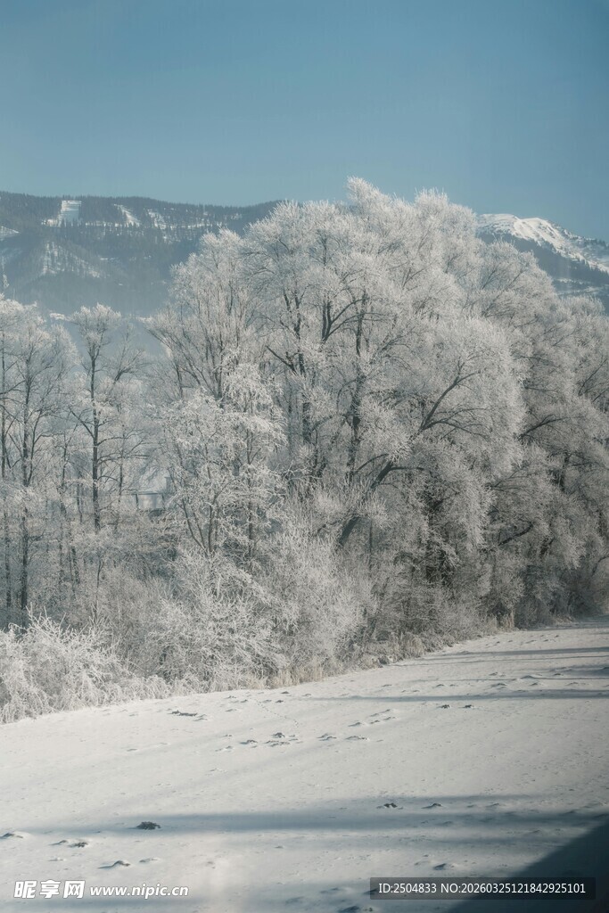 冬日雪景中的银白树木景观