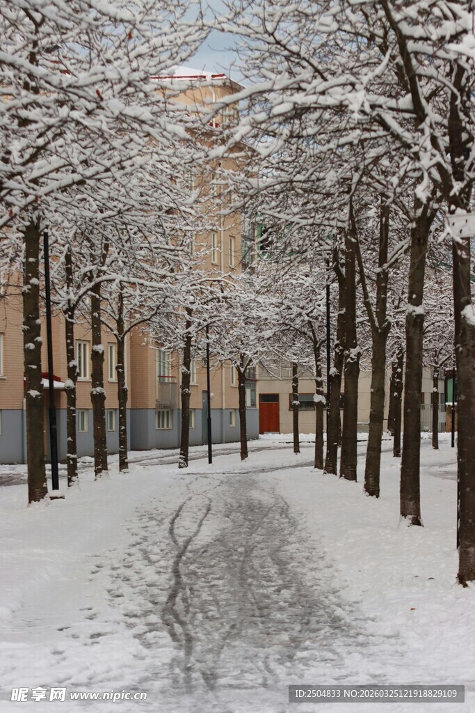 雪覆林间小道的静谧景象