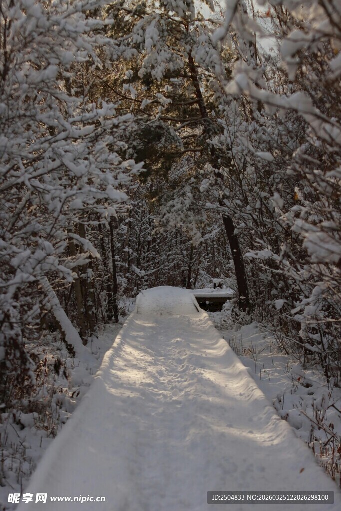 雪覆林间小道